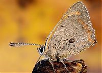 Fauna & Flora: insect macro photography