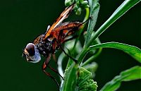 Fauna & Flora: insect macro photography