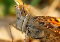 Fauna & Flora: insect macro photography