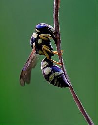 Fauna & Flora: insect macro photography