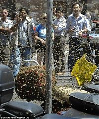 Fauna & Flora: bees building a hive on a scooter