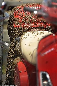 Fauna & Flora: bees building a hive on a scooter