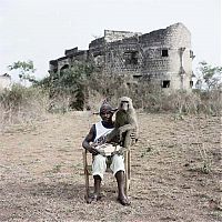 TopRq.com search results: African pets, Nigeria