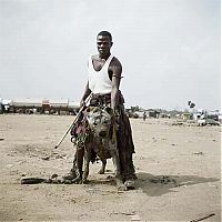 TopRq.com search results: African pets, Nigeria