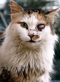 Fauna & Flora: ugly cat