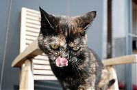 Fauna & Flora: ugly cat