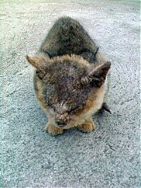 Fauna & Flora: ugly cat