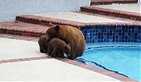 TopRq.com search results: bears visit