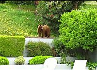 Fauna & Flora: bears visit