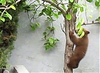 TopRq.com search results: bears visit