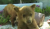 Fauna & Flora: bears visit