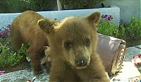 TopRq.com search results: bears visit