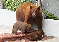 TopRq.com search results: bears visit