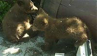 TopRq.com search results: bears visit