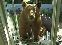 TopRq.com search results: bears visit