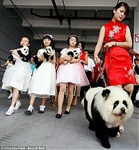 Fauna & Flora: Dogs looking like panda or tiger, China