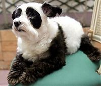 TopRq.com search results: Dogs looking like panda or tiger, China