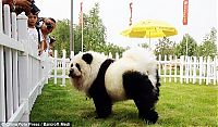 Fauna & Flora: Dogs looking like panda or tiger, China