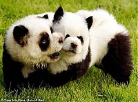 Fauna & Flora: Dogs looking like panda or tiger, China