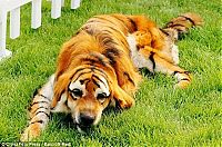 Fauna & Flora: Dogs looking like panda or tiger, China