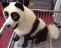Fauna & Flora: Dogs looking like panda or tiger, China