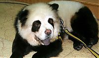 Fauna & Flora: Dogs looking like panda or tiger, China