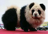 TopRq.com search results: Dogs looking like panda or tiger, China