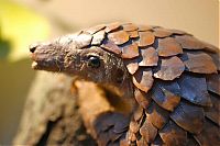 Fauna & Flora: pangolin