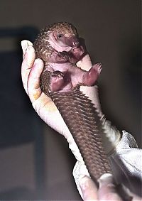 TopRq.com search results: pangolin