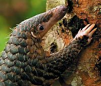 Fauna & Flora: pangolin