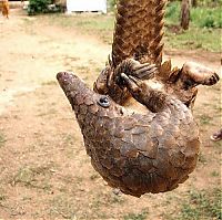 Fauna & Flora: pangolin