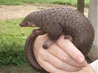 Fauna & Flora: pangolin