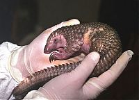 TopRq.com search results: pangolin