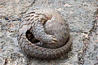 TopRq.com search results: pangolin