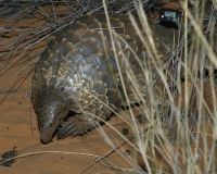 Fauna & Flora: pangolin