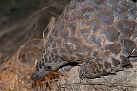 Fauna & Flora: pangolin