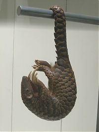 Fauna & Flora: pangolin