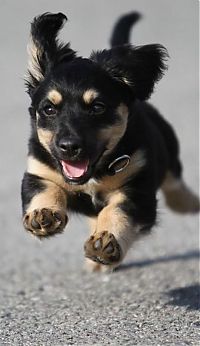 Fauna & Flora: cute puppy dog