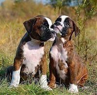 Fauna & Flora: cute puppy dog