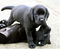 Fauna & Flora: cute puppy dog