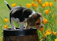 Fauna & Flora: cute puppy dog