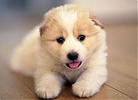 Fauna & Flora: cute puppy dog