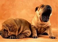 Fauna & Flora: cute puppy dog