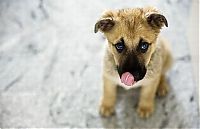 Fauna & Flora: cute puppy dog