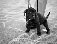 Fauna & Flora: cute puppy dog