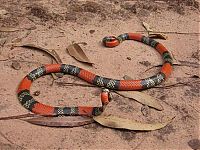 TopRq.com search results: world's deadliest snake
