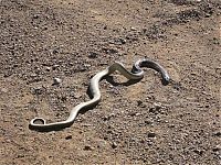 TopRq.com search results: world's deadliest snake