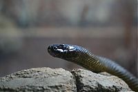 TopRq.com search results: world's deadliest snake