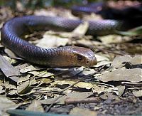 TopRq.com search results: world's deadliest snake