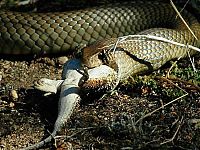 TopRq.com search results: world's deadliest snake